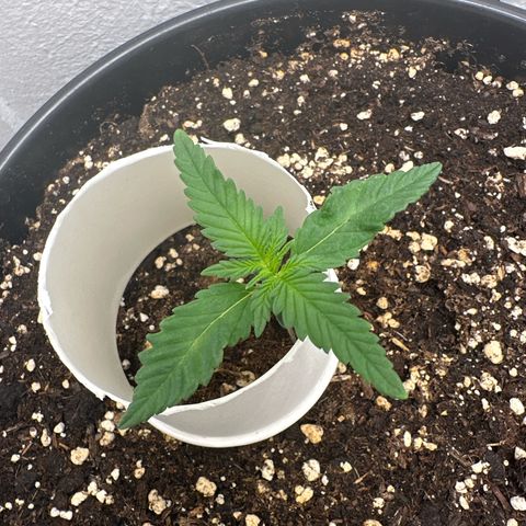 Mix Pack Auto RF3 growlog timeline photo