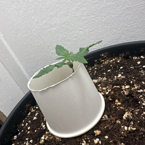 Mix Pack Auto RF3 growlog timeline photo