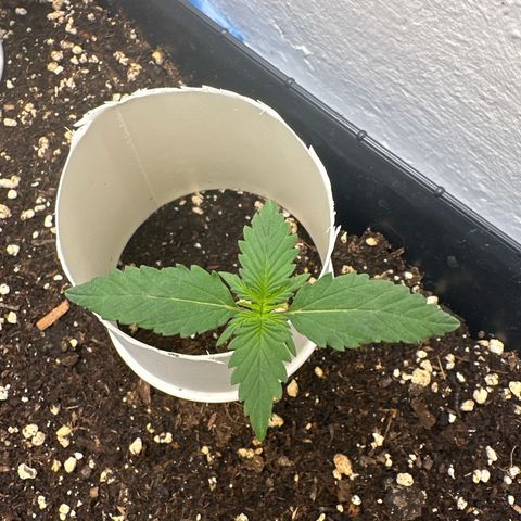 Mix Pack Auto RF3 growlog timeline photo