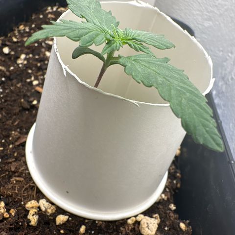 Mix Pack Auto RF3 growlog timeline photo