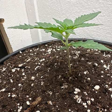 Mix Pack Auto RF3 growlog timeline photo
