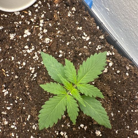 Mix Pack Auto RF3 growlog timeline photo