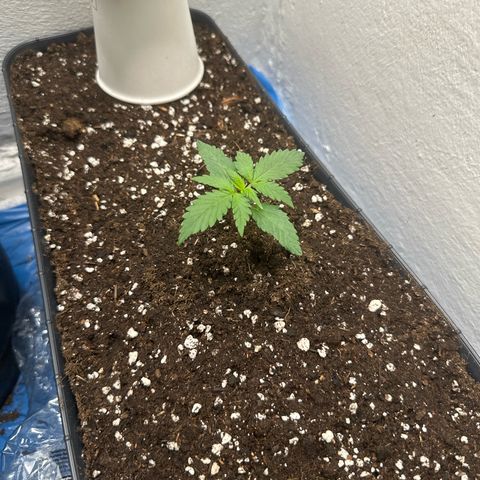 Mix Pack Auto RF3 growlog timeline photo