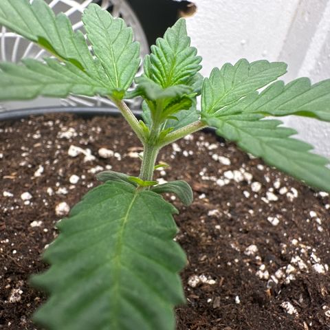 Mix Pack Auto RF3 growlog timeline photo