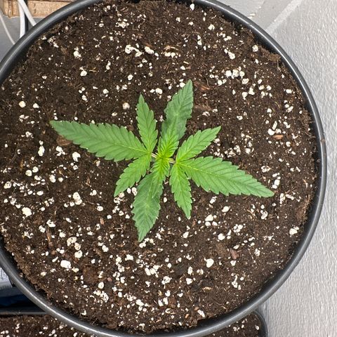 Mix Pack Auto RF3 growlog timeline photo