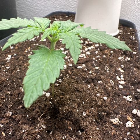 Mix Pack Auto RF3 growlog timeline photo