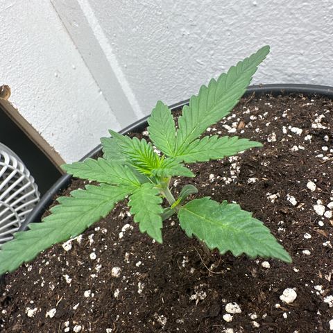 Mix Pack Auto RF3 growlog timeline photo
