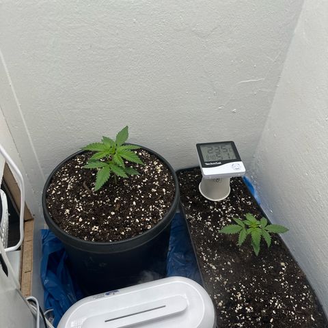 Mix Pack Auto RF3 growlog timeline photo