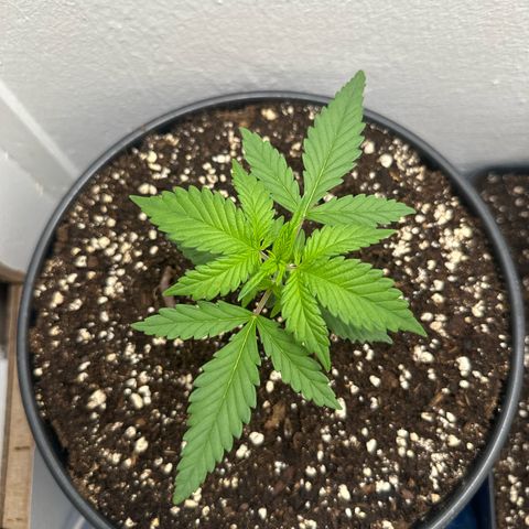 Mix Pack Auto RF3 growlog timeline photo
