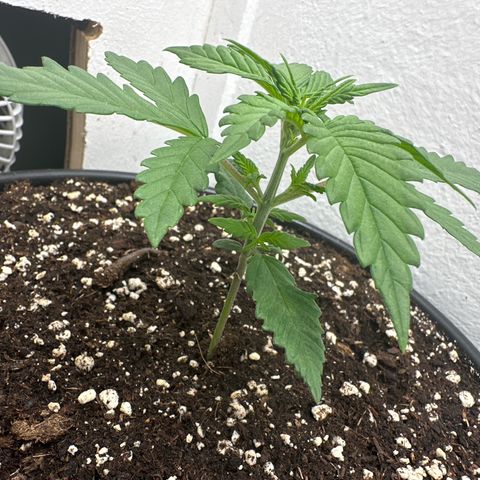 Mix Pack Auto RF3 growlog timeline photo