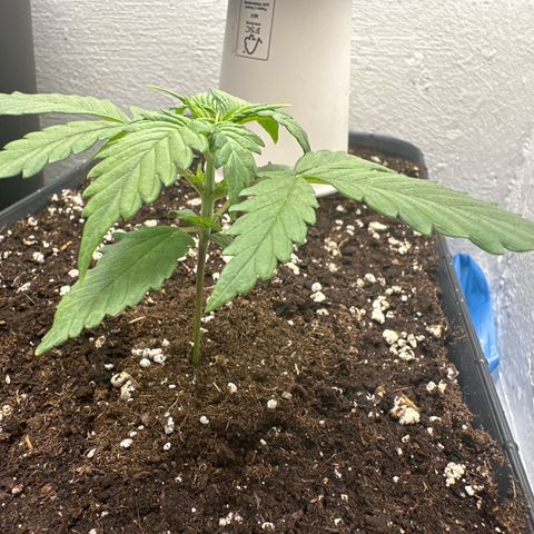 Mix Pack Auto RF3 growlog timeline photo