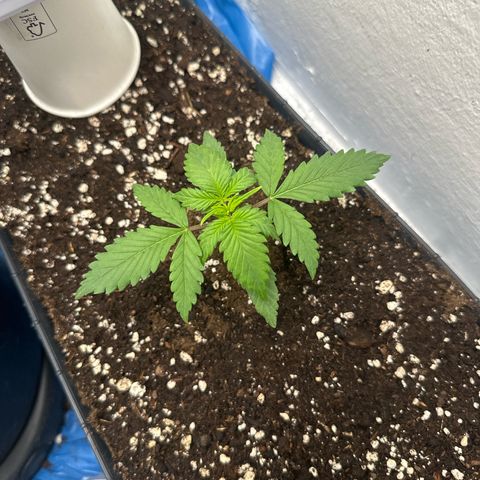 Mix Pack Auto RF3 growlog timeline photo