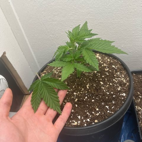 Mix Pack Auto RF3 growlog timeline photo