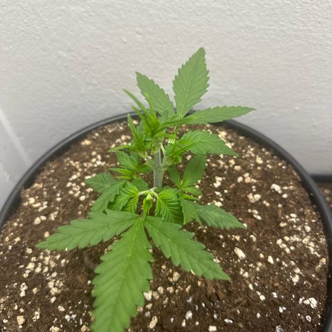 Mix Pack Auto RF3 growlog timeline photo