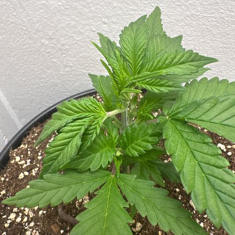 Mix Pack Auto RF3 growlog timeline photo