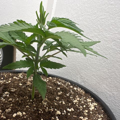 Mix Pack Auto RF3 growlog timeline photo