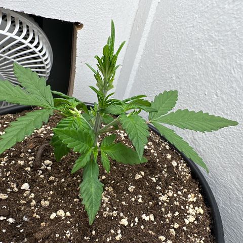 Mix Pack Auto RF3 growlog timeline photo