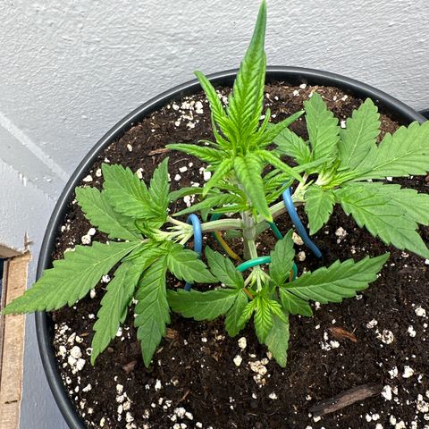 Mix Pack Auto RF3 growlog timeline photo