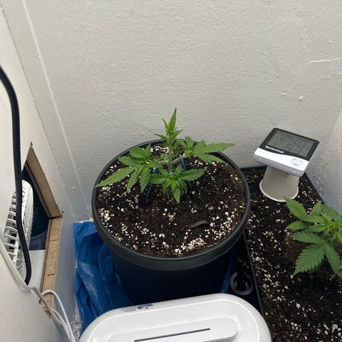 Mix Pack Auto RF3 growlog timeline photo