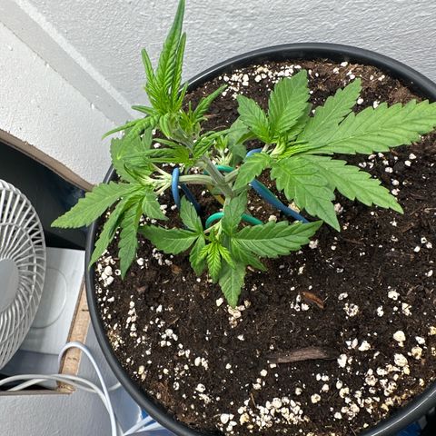Mix Pack Auto RF3 growlog timeline photo