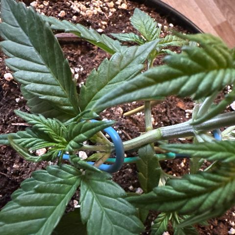 Mix Pack Auto RF3 growlog timeline photo