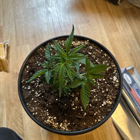 Mix Pack Auto RF3 growlog timeline photo