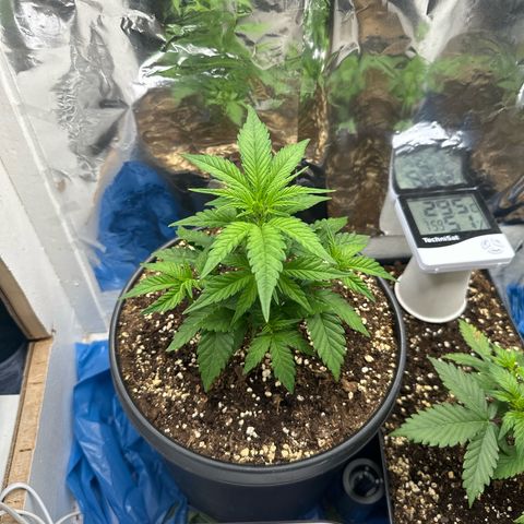 Mix Pack Auto RF3 growlog timeline photo