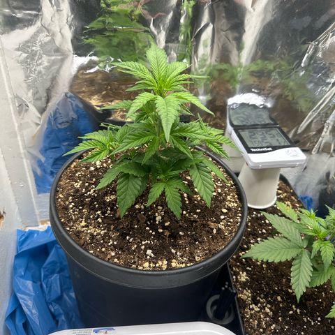 Mix Pack Auto RF3 growlog timeline photo