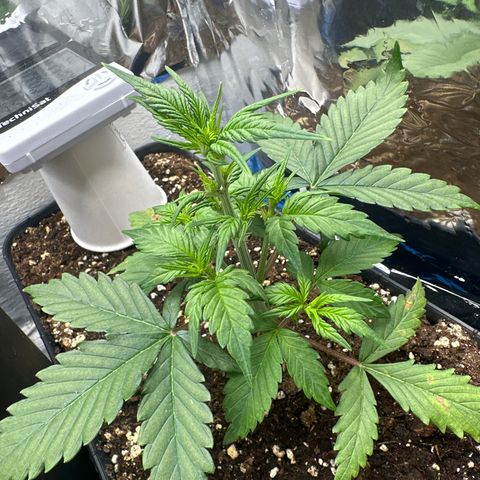 Mix Pack Auto RF3 growlog timeline photo
