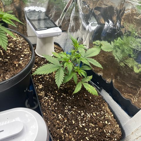 Mix Pack Auto RF3 growlog timeline photo