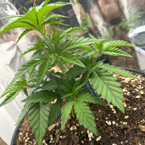 Mix Pack Auto RF3 growlog timeline photo