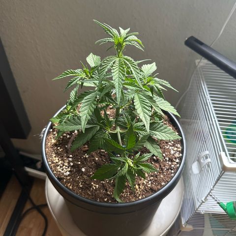 Mix Pack Auto RF3 growlog timeline photo