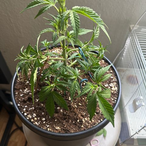 Mix Pack Auto RF3 growlog timeline photo