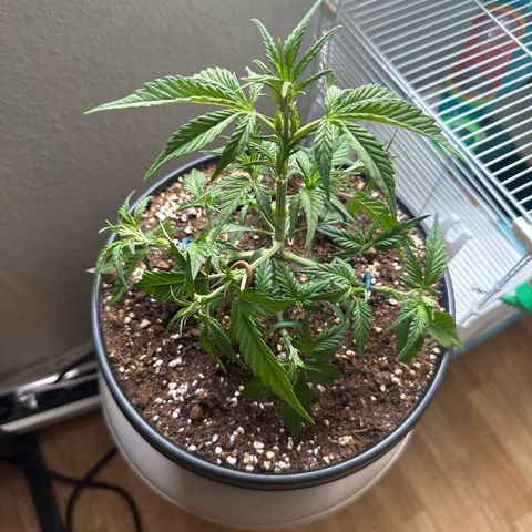 Mix Pack Auto RF3 growlog timeline photo