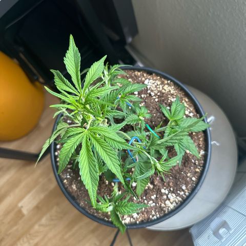 Mix Pack Auto RF3 growlog timeline photo