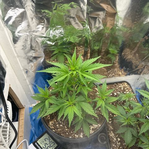 Mix Pack Auto RF3 growlog timeline photo