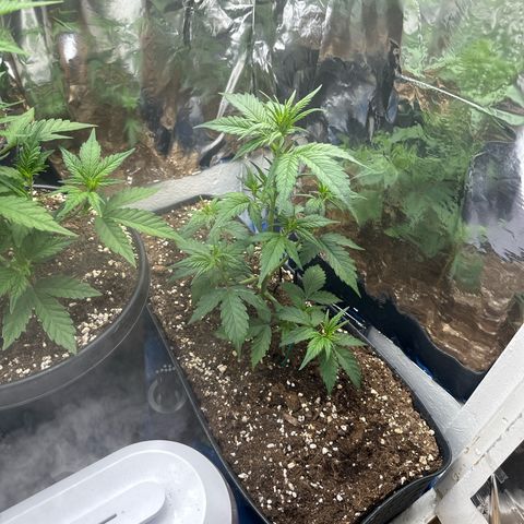 Mix Pack Auto RF3 growlog timeline photo