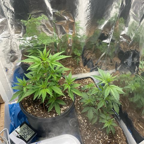 Mix Pack Auto RF3 growlog timeline photo
