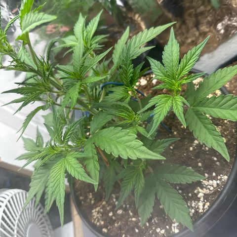 Mix Pack Auto RF3 growlog timeline photo
