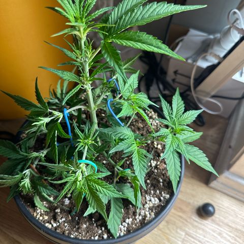 Mix Pack Auto RF3 growlog timeline photo