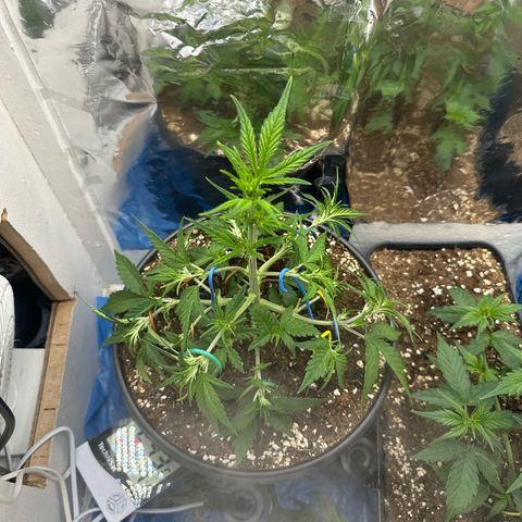 Mix Pack Auto RF3 growlog timeline photo