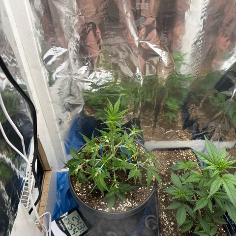 Mix Pack Auto RF3 growlog timeline photo