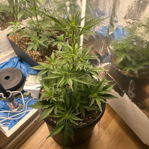 Mix Pack Auto RF3 growlog timeline photo
