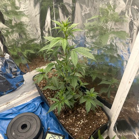 Mix Pack Auto RF3 growlog timeline photo