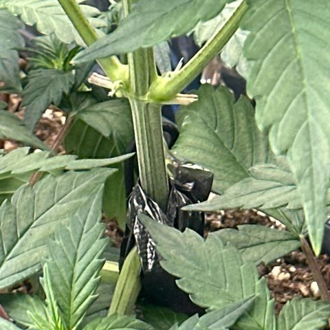 Mix Pack Auto RF3 growlog timeline photo