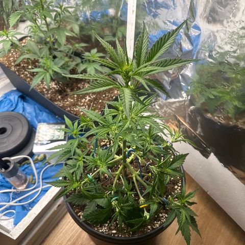 Mix Pack Auto RF3 growlog timeline photo