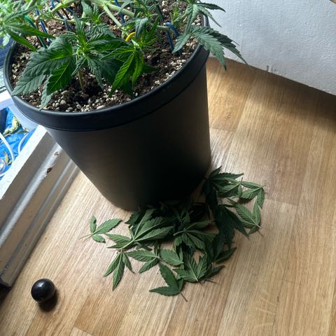 Mix Pack Auto RF3 growlog timeline photo