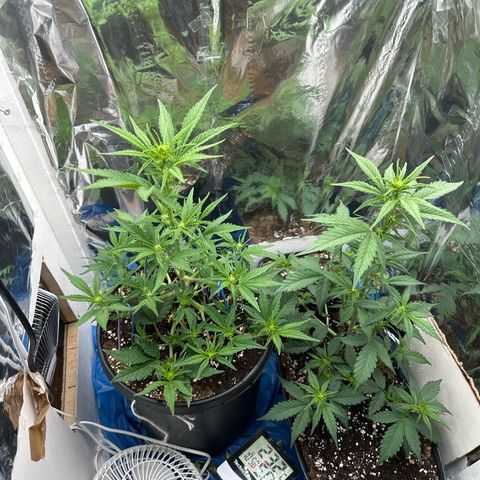 Mix Pack Auto RF3 growlog timeline photo