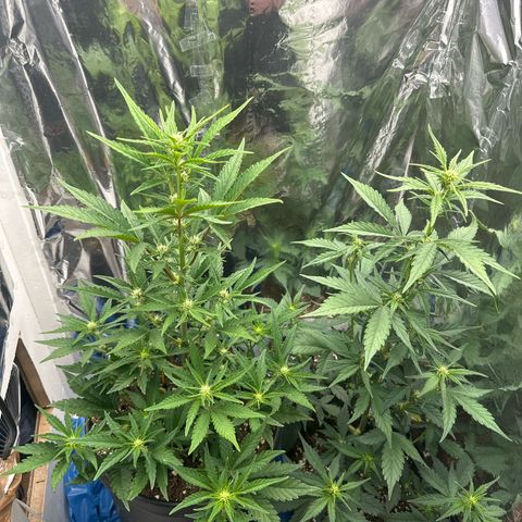Mix Pack Auto RF3 growlog timeline photo