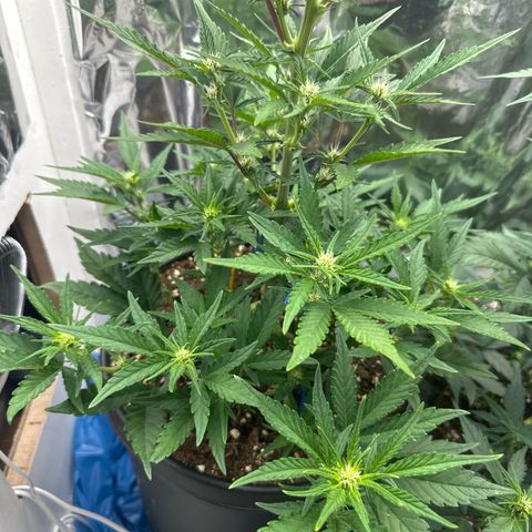 Mix Pack Auto RF3 growlog timeline photo